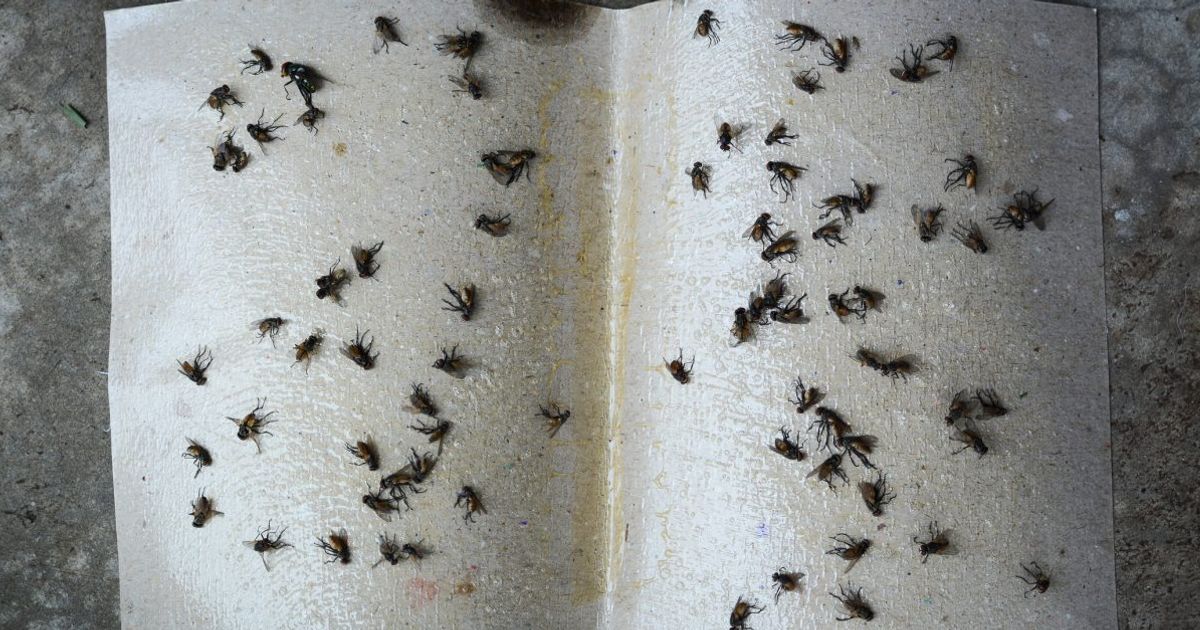 How to Get Rid of Maggots and Flies With Natural Solutions Facty