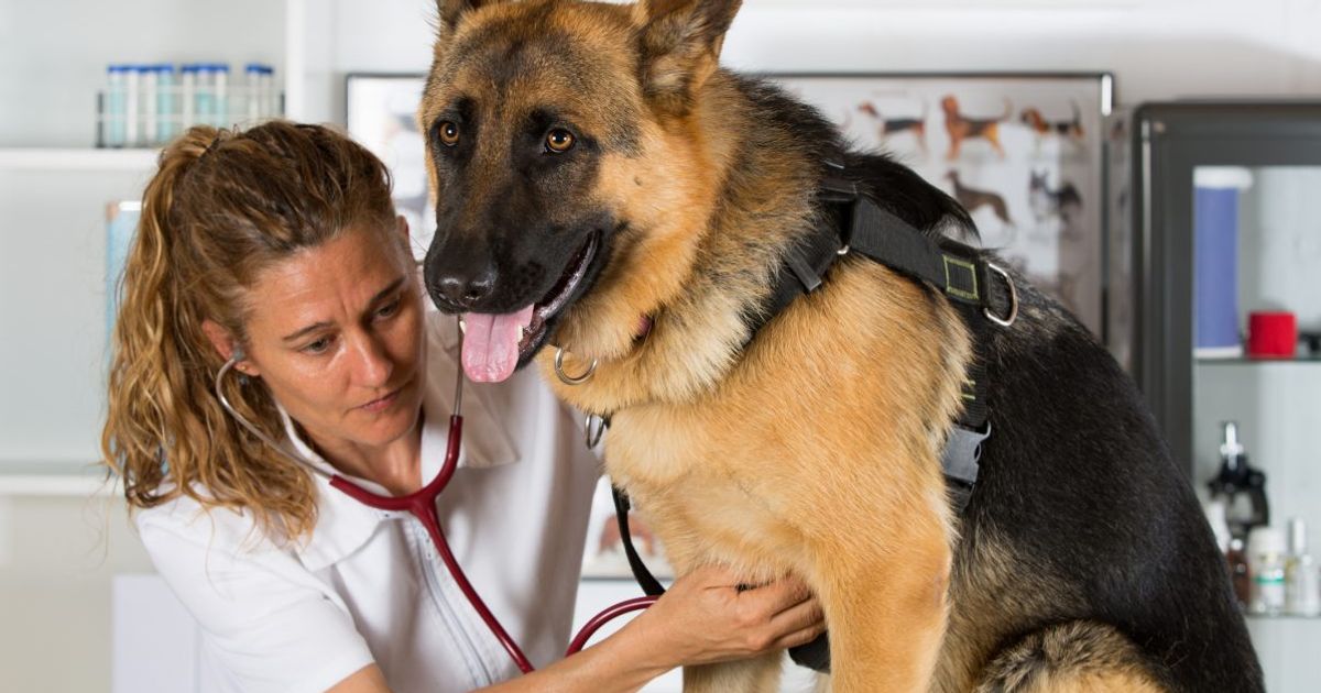 Signs and Symptoms of Pneumonia in Dogs Facty