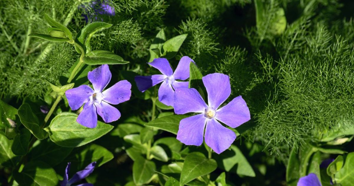 Growing the Best Periwinkles Facty