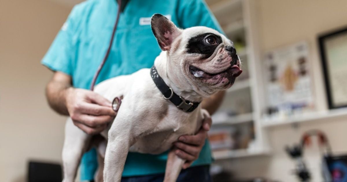 All About Canine Parvovirus Facty