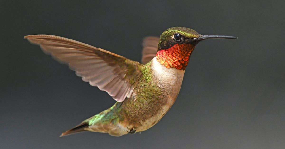 How to Start Feeding Hummingbirds Facty