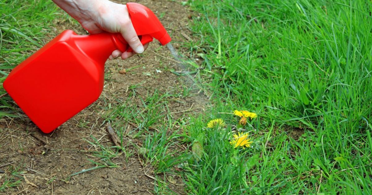 How to Make Homemade Weed Killer Facty