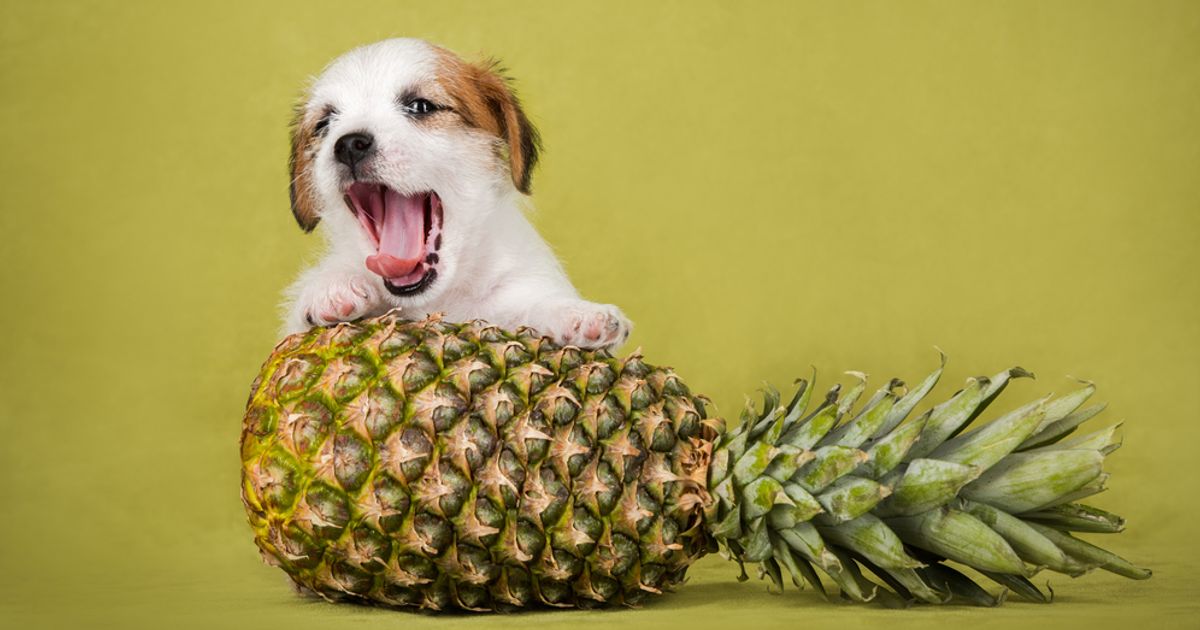 Can Dogs Eat Pineapple? Facty