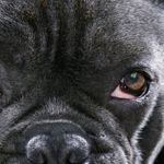 Why Are My Dog's Eyes Red?
