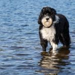 A Portuguese Water Dog Could Be Your Next Best Friend
