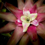 Different Types of Bromeliads and How to Care for Them