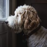 All About Dog Seizures
