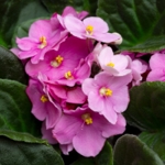How to Grow Beautiful African Violets