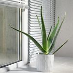 How To Care For Aloe Vera Plants
