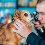 What is Cherry Eye in Dogs?