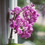 How to Look After Your Orchid
