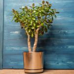 How to Care for Your Jade Plant
