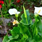 How to Care for Your Calla Lily Throughout the Year