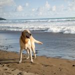 How Can I Catch Dementia in Dogs Early for Best Care?