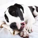What Should You Do if Your Dog is Choking?