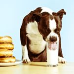 Can Dogs Drink Milk?