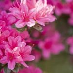 Get In the Garden With Rhododendrons