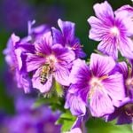 Why Is Hibiscus So Special?