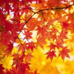 Light Up Your Yard With a Japanese Maple