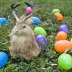 What is a Jackalope?