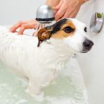Everything You Need to Know About Canine Lyme Disease