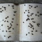 How to Get Rid of Maggots and Flies With  Natural Solutions