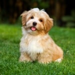 Fun Facts About the Havanese