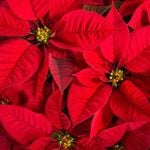 Can Poinsettias Grow Year-Round?