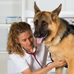 Signs and Symptoms of Pneumonia in Dogs