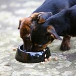Is Cinnamon Safe for Dogs?