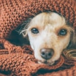 The Facts About Mucus in Dog Poop