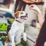 Is It Safe for Dogs to Eat Nuts?
