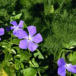 Growing the Best Periwinkles
