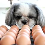 Can Your Dogs Eat Eggs?