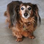 All About Cataracts in Dogs