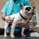 All About Canine Parvovirus