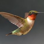 How to Start Feeding Hummingbirds