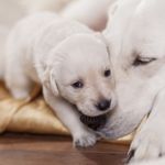 What is Mastitis in Dogs?