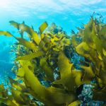 Fresh from the Sea: Sea Vegetables You Can Eat