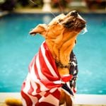 Is My Dog Drooling Too Much?
