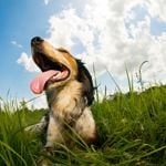 Are Hiccups Normal in Dogs?