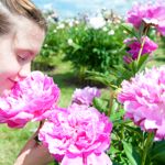 How Can I Get the Most Out of My Peonies?