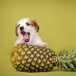Can Dogs Eat Pineapple?