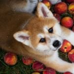 Can Dogs Eat Peaches?