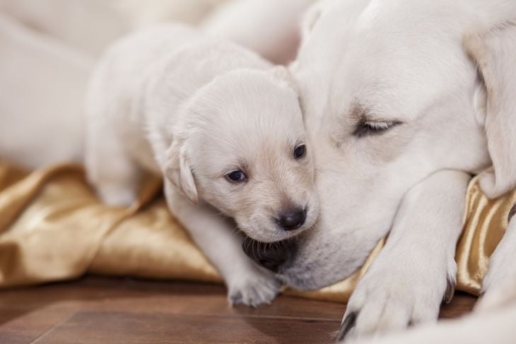 What is Mastitis in Dogs?