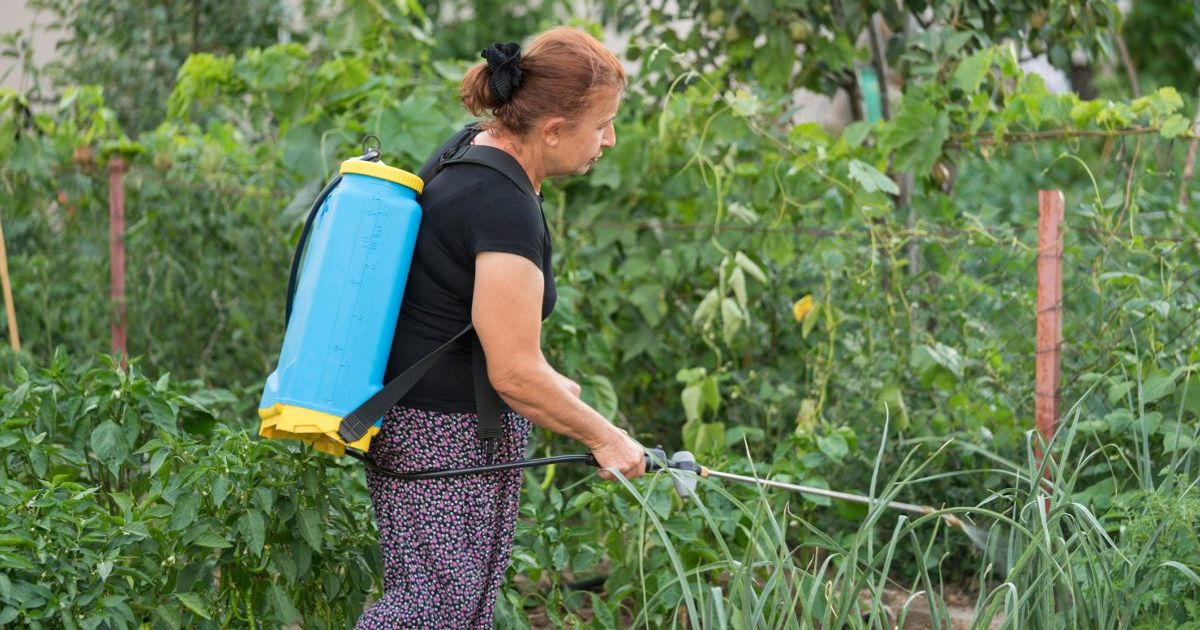 How To Get Rid of Chiggers Facty