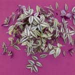 Are Wandering Jews Easy Plants to Grow?