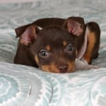 Is a Rat Terrier the Right Dog for You?