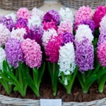 Taking Care of Your Hyacinths