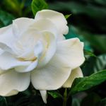 How to Grow and Care For Gardenias